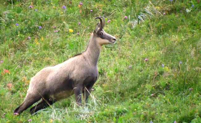 a chamois in the Sancy